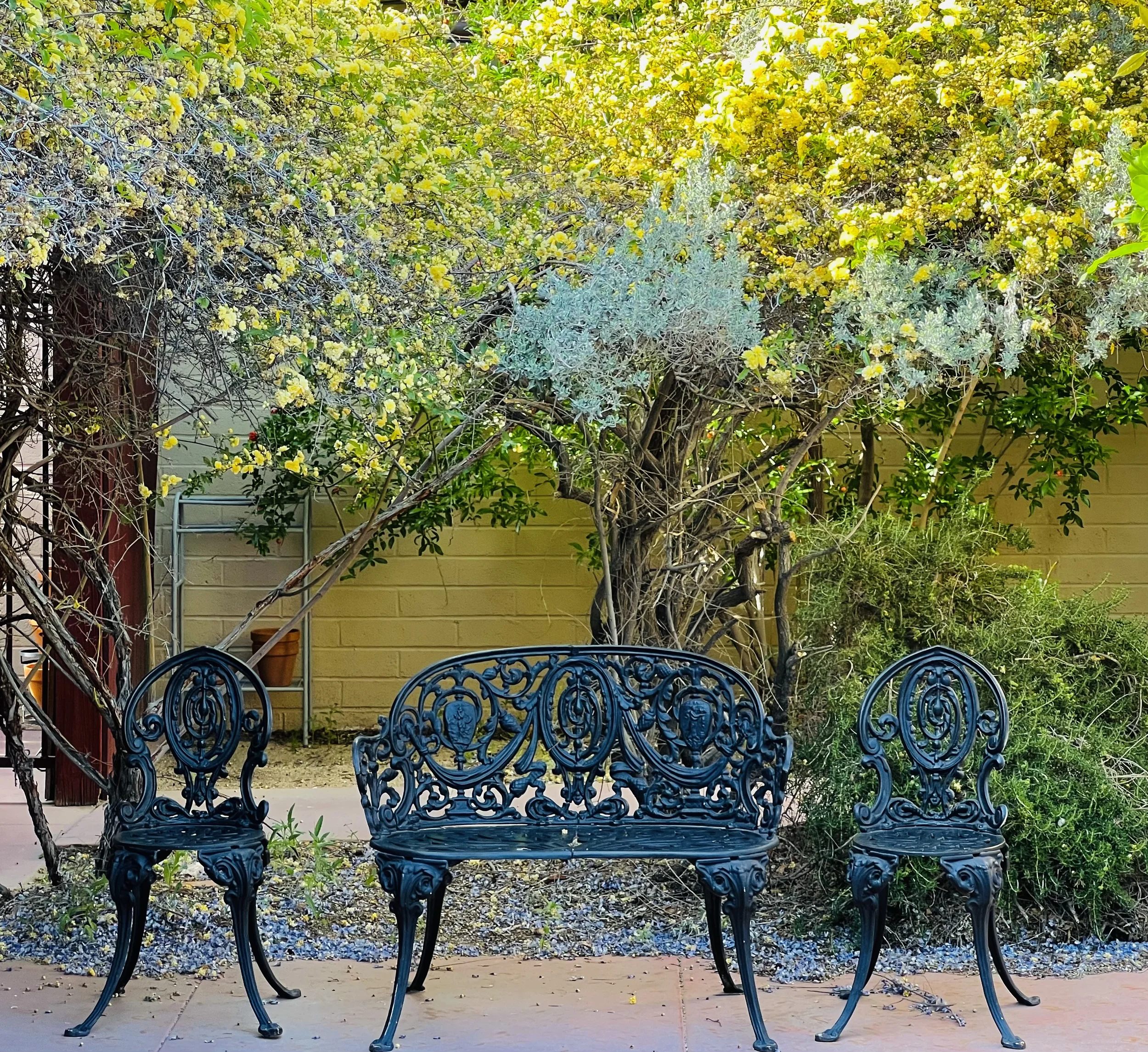 Black iron chairs with a hovering tree of small yellow roses.