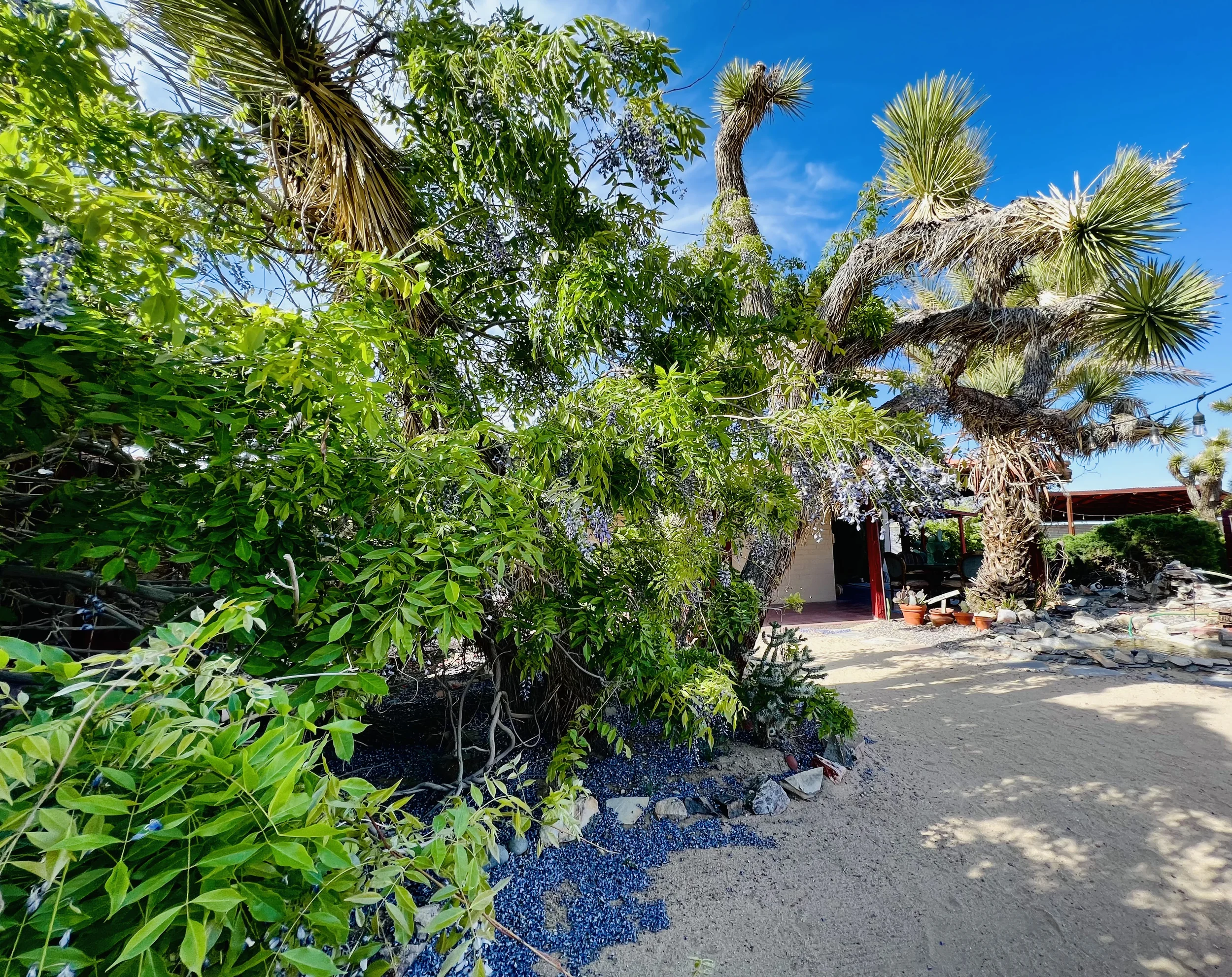 A courtyard with vines on the left and a joshua tree in the center.