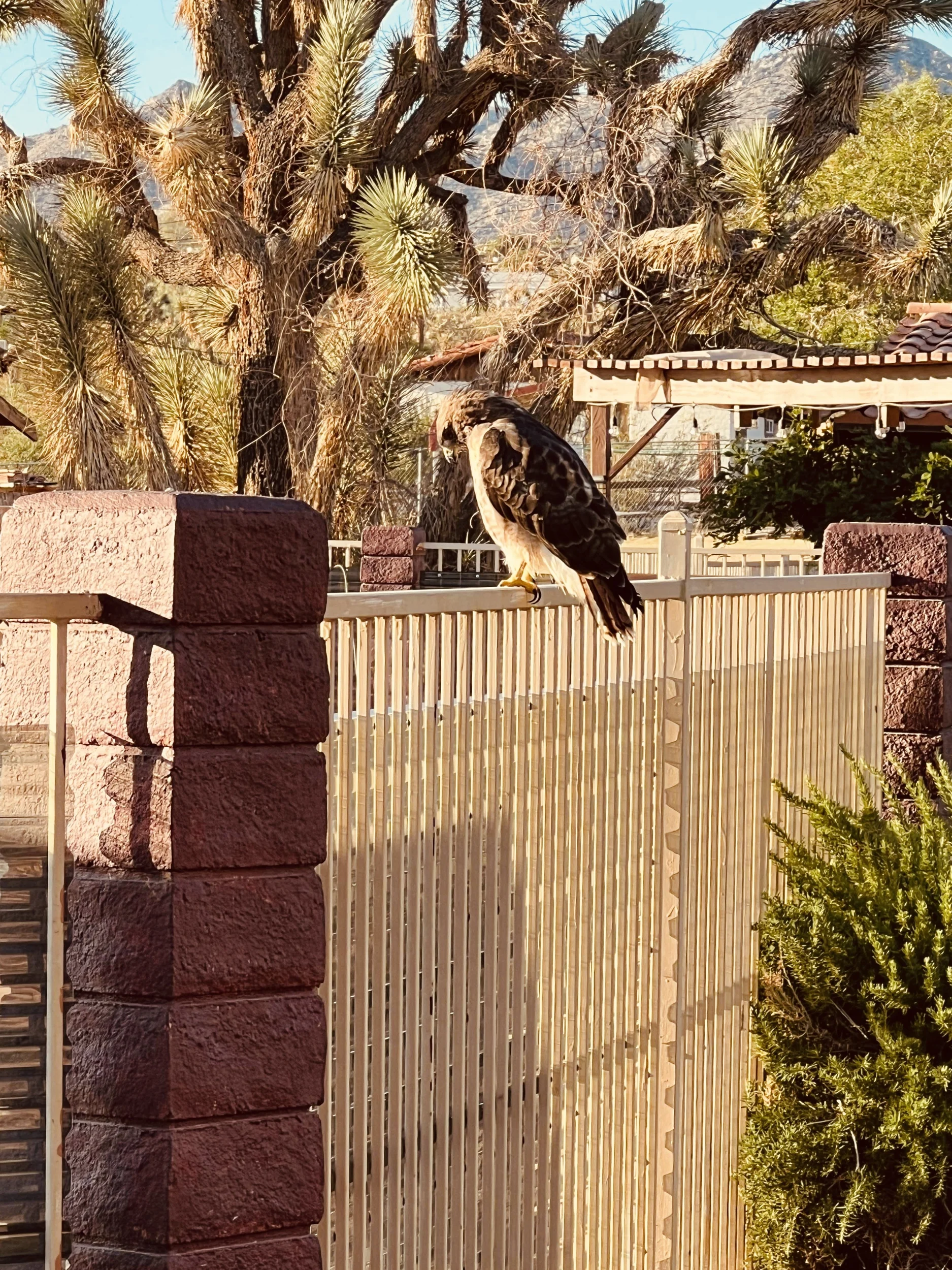 A red tail hawk on a pool fence with a red post. .