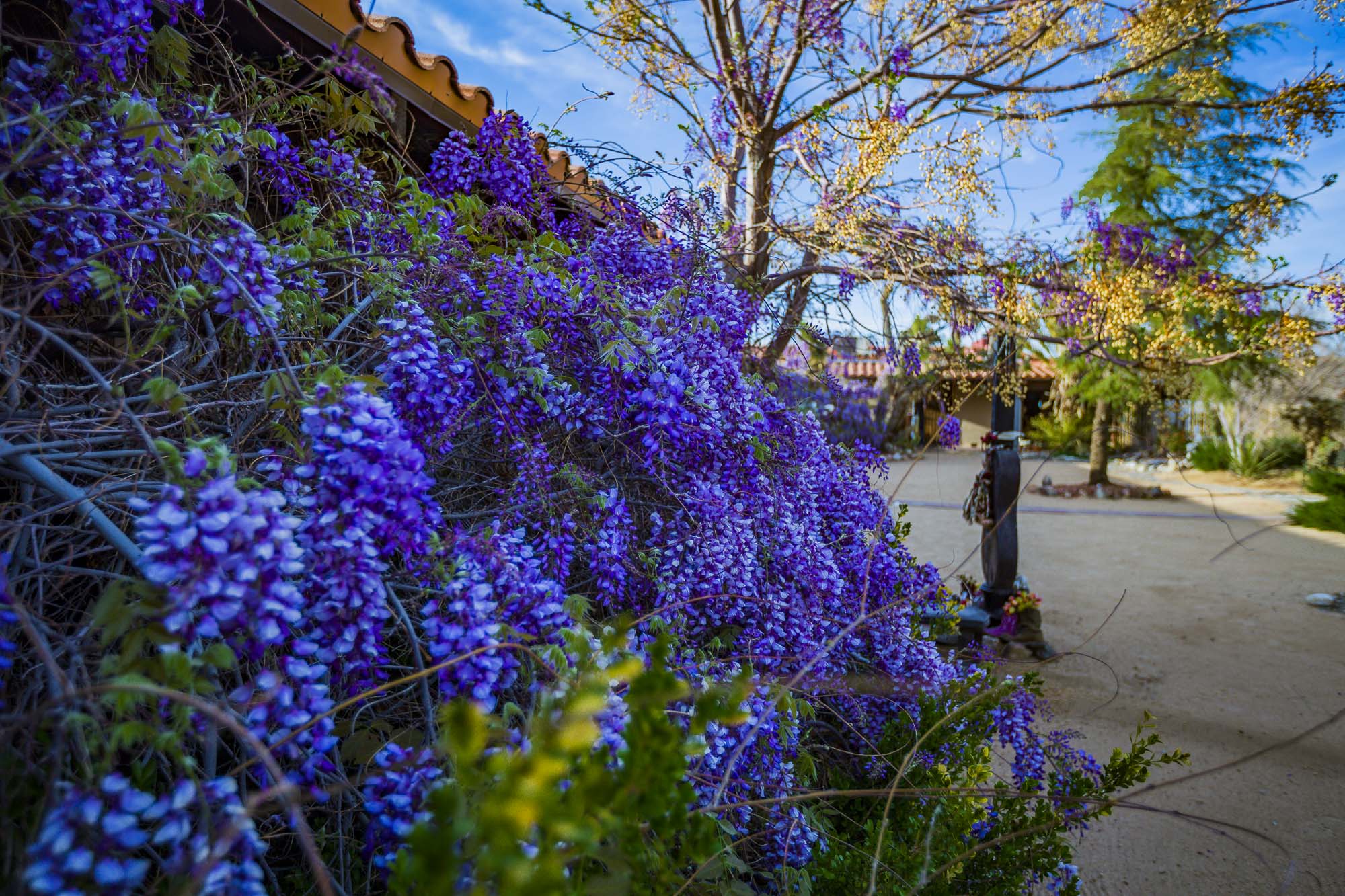 a courtyard with blooming wisteria vines and a large tree to the left. 