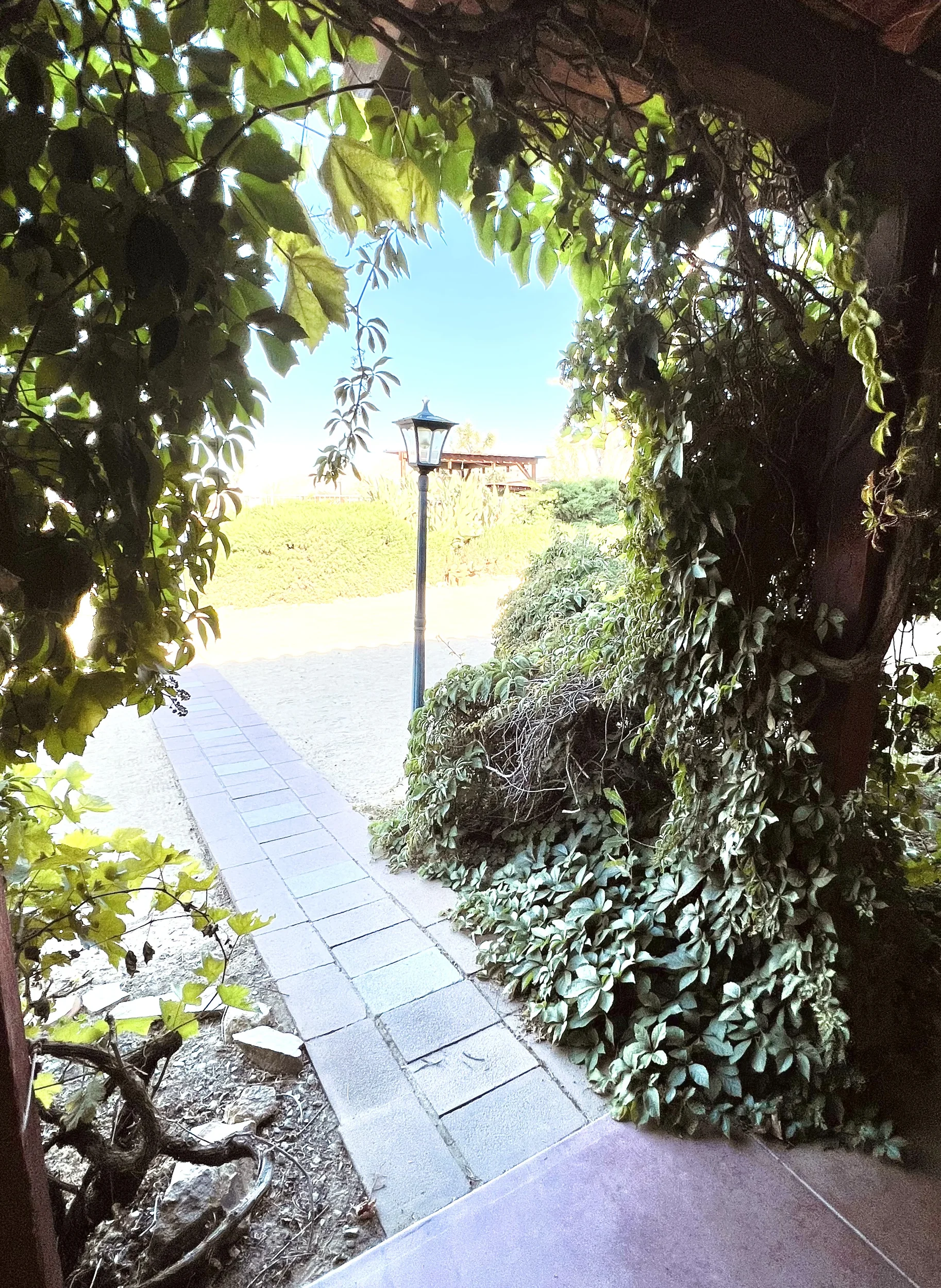 A walk way leading through vines with a standing lantern light.