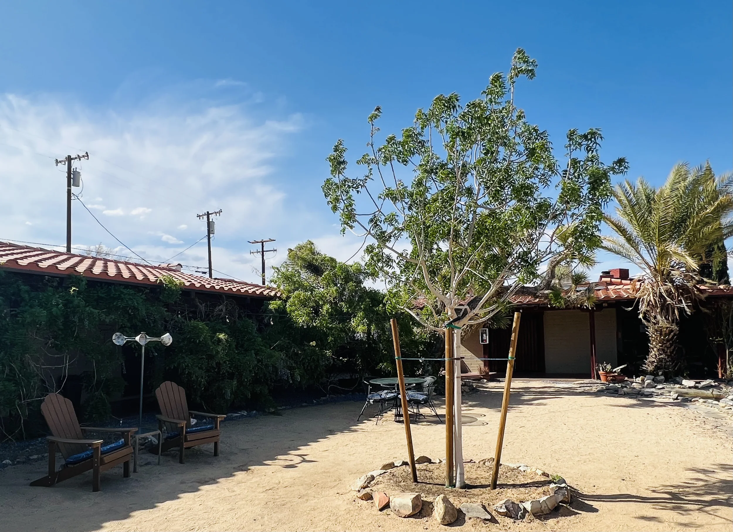 A newly planted tree in the middle of a courtyard. 