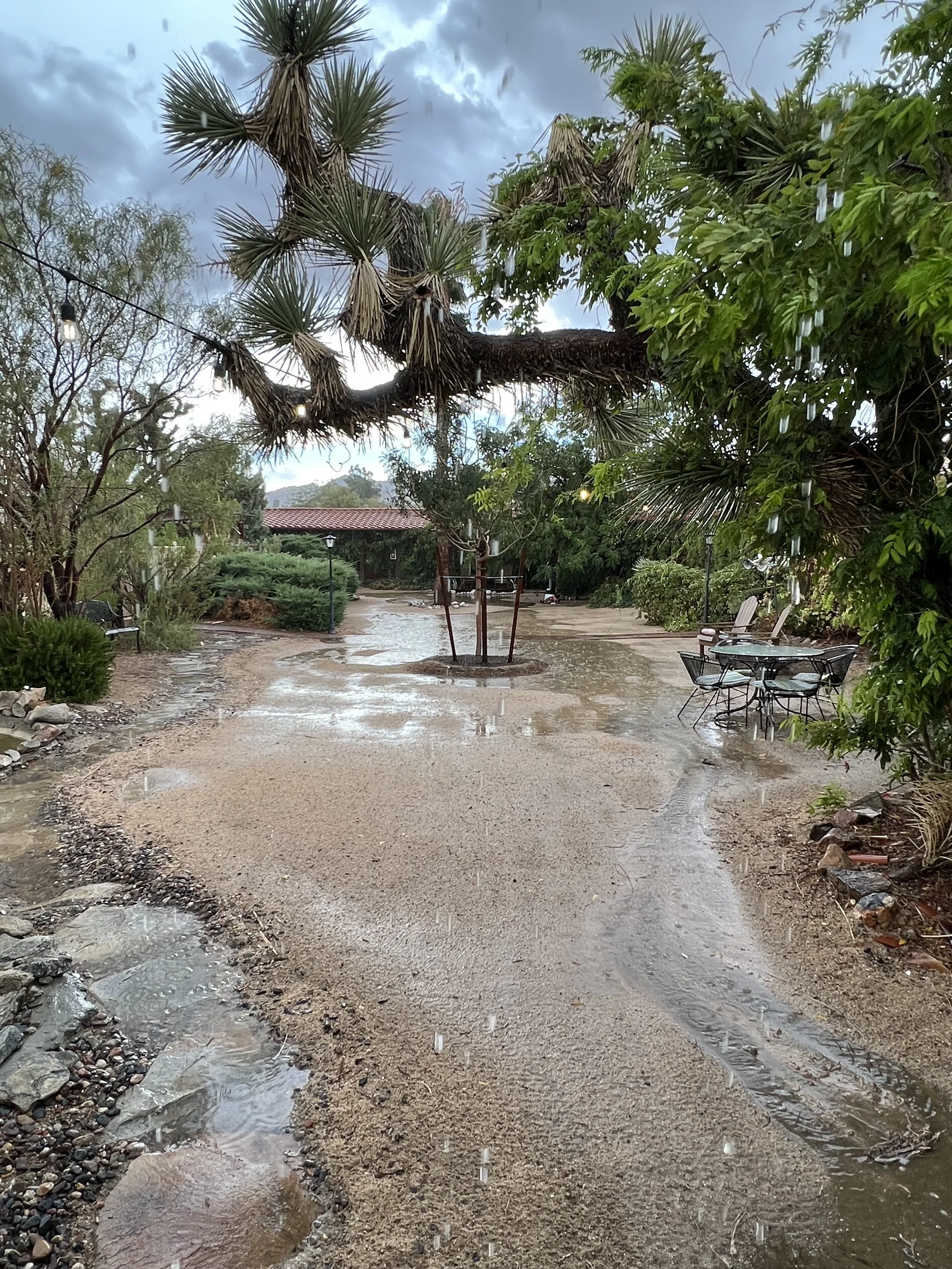 A courtyard with a joshua tree in the center while it's raining. 